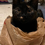 Journey is registered to the contest to win money with this photo: animal, black_fur, brown_fur, carpet, cat, close_up, cozy, curious, cute, ears, feline, household, indoor, kitten, looking, pet, plastic_bag, tortoiseshell, whiskers, wide_eyes