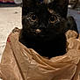 animal, black_fur, brown_fur, carpet, cat, close_up, cozy, curious, cute, ears, feline, household, indoor, kitten, looking, pet, plastic_bag, tortoiseshell, whiskers, wide_eyes