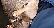 Niaque participe au concours pour gagner de l'argent avec cette photo : dog, puppies, sleeping, cuddling, pets, animal, indoors, blanket, blue_blanket, couch, cozy, relaxed, playful, small_dog, puppy, fur, pointed_ears, close_up, pet_owner, emoji