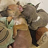 puppies, dogs, sleeping, sleepy, litter, snuggling, cuddling, animals, pets, newborn, small_dogs, brown_fur, gray_fur, white_fur, plush_toys, blanket, bed, indoors, cozy, resting