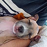 Niaque a rejoint le concours — aidez-le/la à gagner de superbes lots ! dog, puppy, sleeping, sleepy, portrait, close_up, indoors, cozy, blanket, person, arms, snuggling, relaxed, cute, pet, fawn, collar, nose, ears, watermark