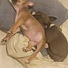puppies, dogs, sleeping, cuddling, bed, blanket, pillow, indoors, pets, small_dogs, brown_dog, tan_dog, belly_up, relaxed, cozy, cute, animal, bedroom, nap, cuddle_pile