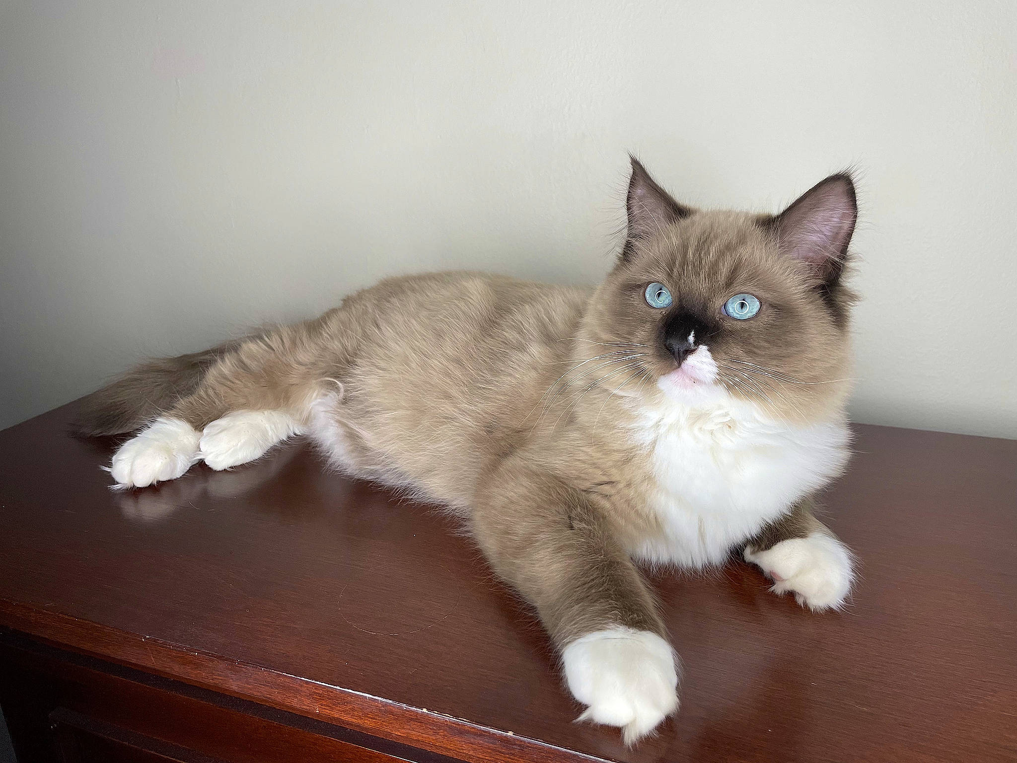 Wesley joined the competition — help win amazing prizes! balinese, carnivore, cat, claw, desk, domestic_short_haired_cat, fawn, felidae, flooring, fur, hardwood, paw, ragdoll, siamese, small_to_medium_sized_cats, snout, table, tail, whiskers, wood