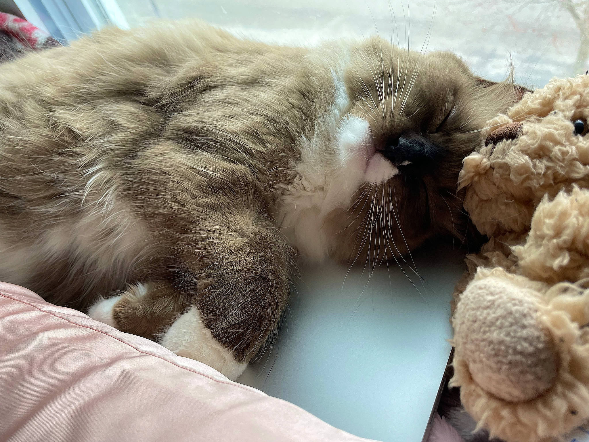 Wesley joined the competition — help win amazing prizes! british_longhair, carnivore, cat, cat_supply, claw, comfort, domestic_short_haired_cat, fawn, felidae, fur, nap, paw, small_to_medium_sized_cats, tail, terrestrial_animal, whiskers