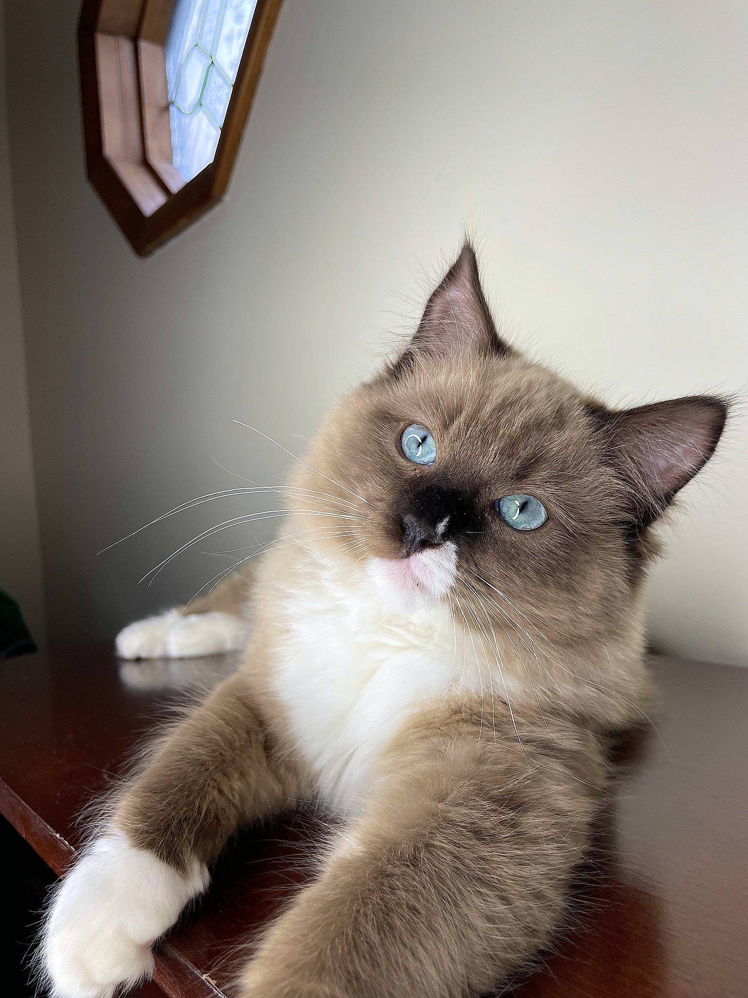 Wesley joined the competition — help win amazing prizes! balinese, birman, box, carnivore, cat, claw, domestic_short_haired_cat, fawn, felidae, flooring, fur, paw, siamese, small_to_medium_sized_cats, snout, tail, thai, tonkinese, whiskers, window