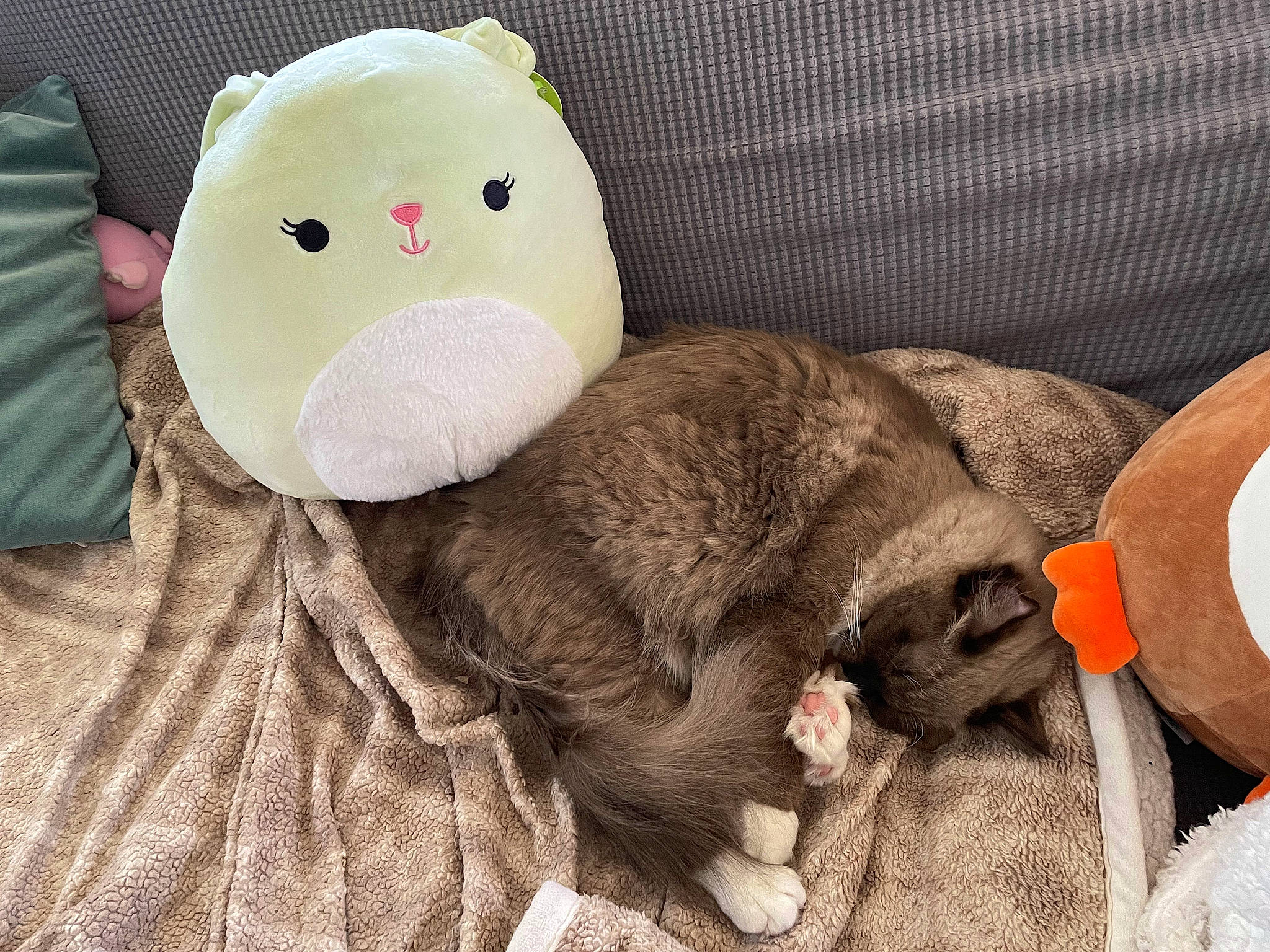 Wesley is registered to the contest to win money with this photo: _geese_and_swans, baby_products, baby_toys, blanket, comfort, duck, ducks, fur, linens, plush, primate, stuffed_toy, terrestrial_animal, toy, wool, working_animal