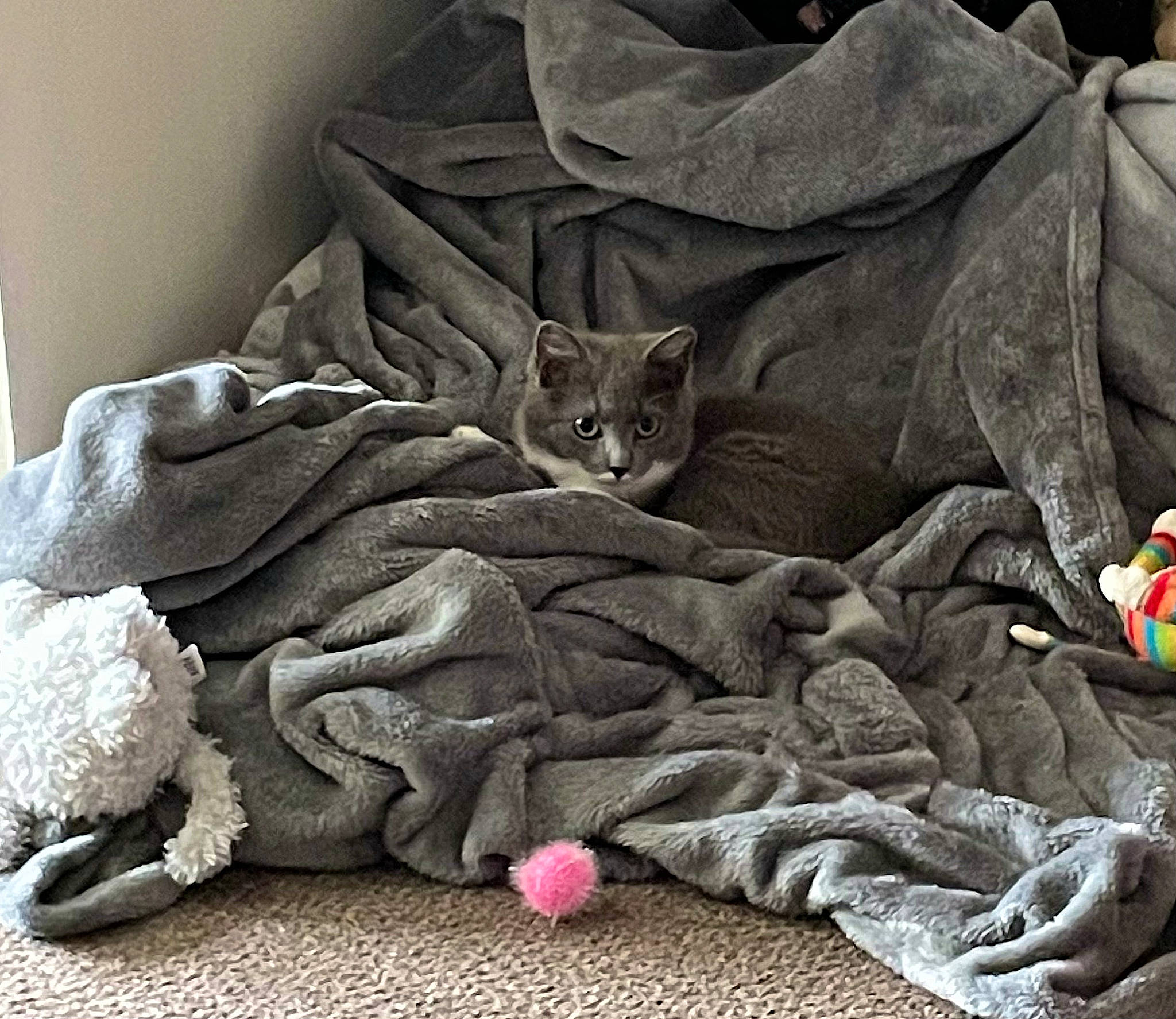 Mabel joined the competition — help win amazing prizes! baby_toddler_clothing, bag, bed_sheet, bedding, carmine, carnivore, cat, comfort, felidae, fur, grey, hat, linens, pattern, room, sleeve, small_to_medium_sized_cats, t_shirt, textile, whiskers