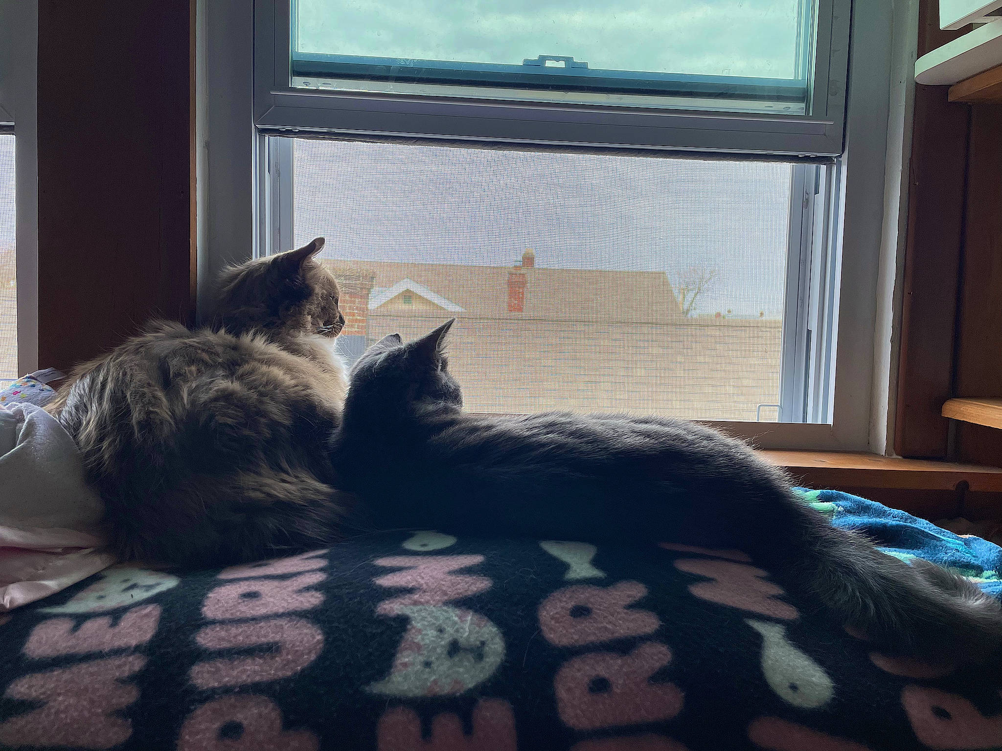 Mabel is registered to the contest to win money with this photo: carnivore, cat, comfort, felidae, floor, flooring, grey, house, interior_design, linens, living_room, shade, small_to_medium_sized_cats, sunlight, tail, textile, tints_and_shades, whiskers, window, wood