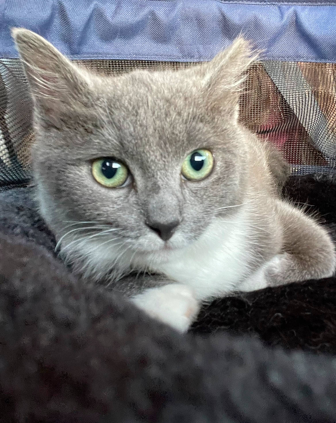 Mabel is registered to the contest to win money with this photo: carnivore, cat, domestic_short_haired_cat, electric_blue, eye, felidae, fur, grey, head, photo_caption, russian_blue, small_to_medium_sized_cats, snout, terrestrial_animal, whiskers, wildlife