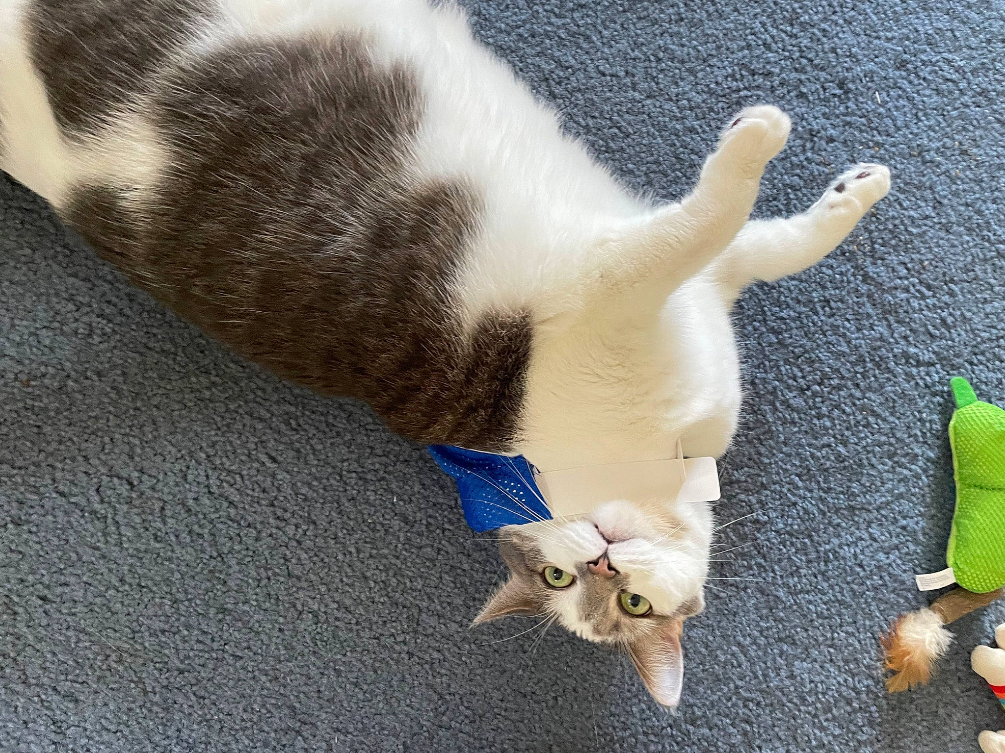 Willow joined the competition — help win amazing prizes! canidae, carnivore, cat, comfort, companion_dog, dog_breed, fashion_accessory, fawn, felidae, fur, gesture, paw, small_to_medium_sized_cats, stuffed_toy, tail, toy, vertebrate, whiskers, wing, wood