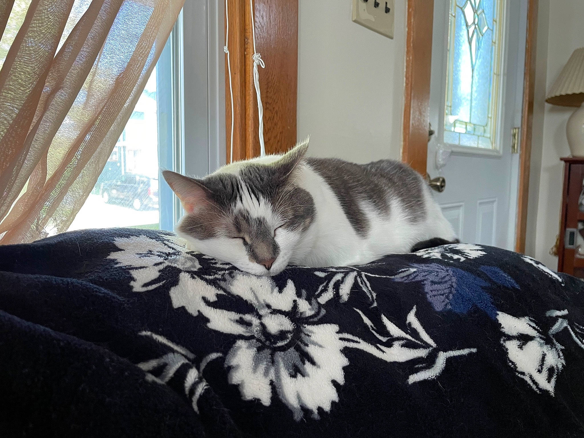 Willow is registered to the contest to win money with this photo: carnivore, cat, comfort, curtain, felidae, floor, flooring, grey, hardwood, house, interior_design, linens, picture_frame, plant, small_to_medium_sized_cats, tail, tree, whiskers, window, wood