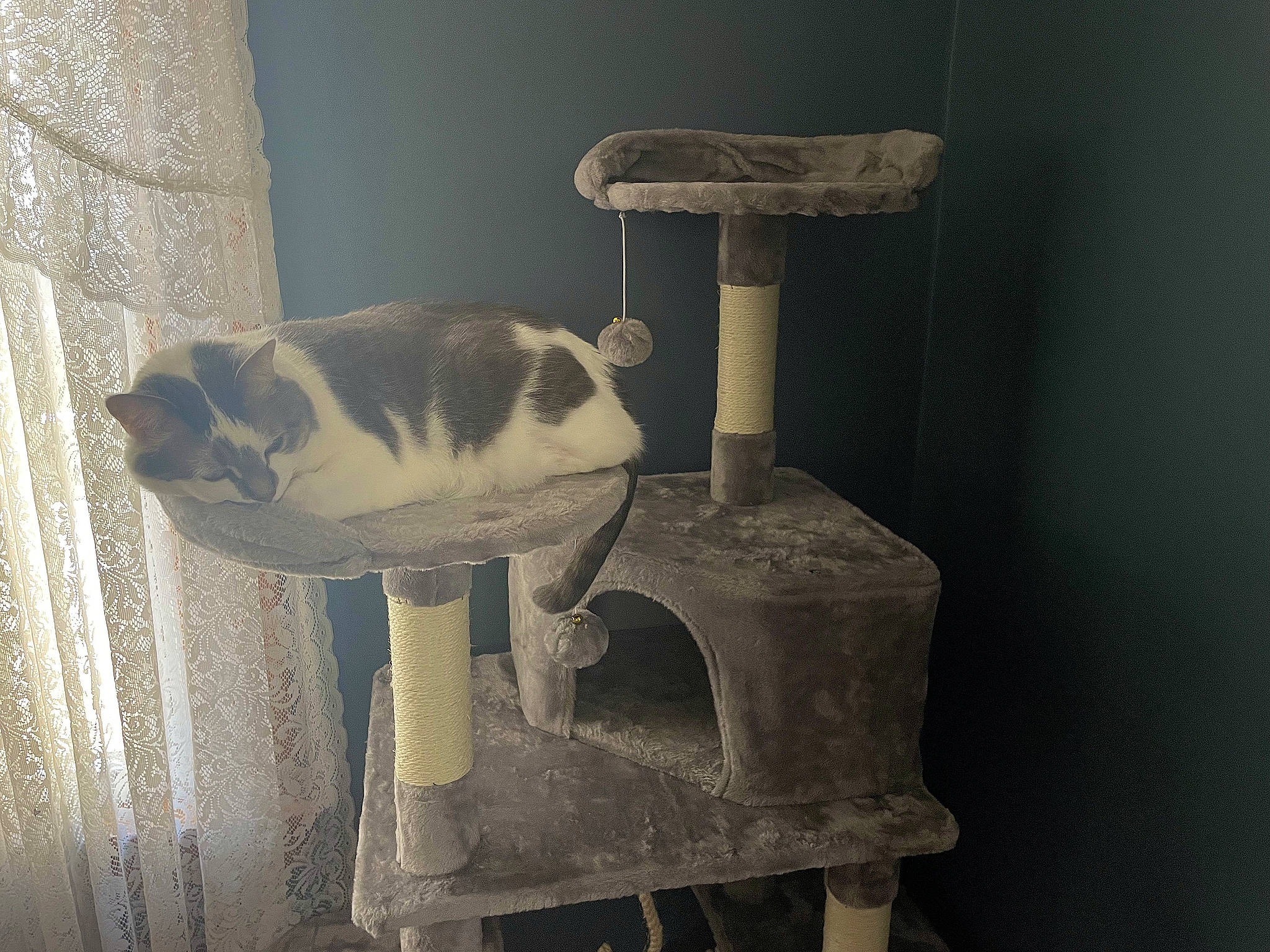 Willow is registered to the contest to win money with this photo: carnivore, cat, cat_furniture, cat_supply, domestic_short_haired_cat, fawn, felidae, fur, gas, grey, metal, pedestal, pet_supply, room, small_to_medium_sized_cats, snout, still_life_photography, tail, whiskers, wood