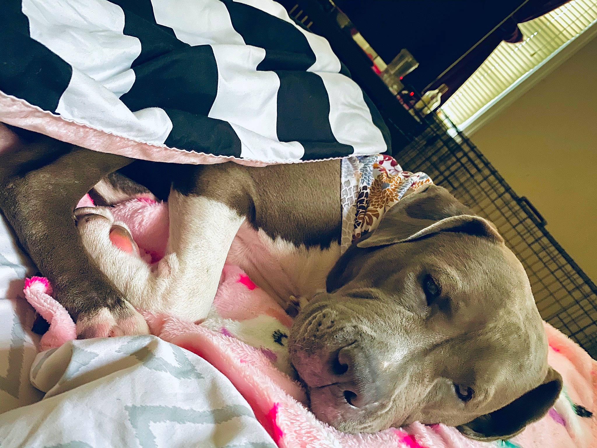 Tala Ricks joined the competition — help win amazing prizes! american_bulldog, american_pit_bull_terrier, boxer, bulldog, canidae, carnivore, dog, dog_breed, fawn, french_bulldog, nap, non_sporting_group, old_english_bulldog, olde_english_bulldogge, paw, pit_bull, puppy, snout, sporting_group, weimaraner