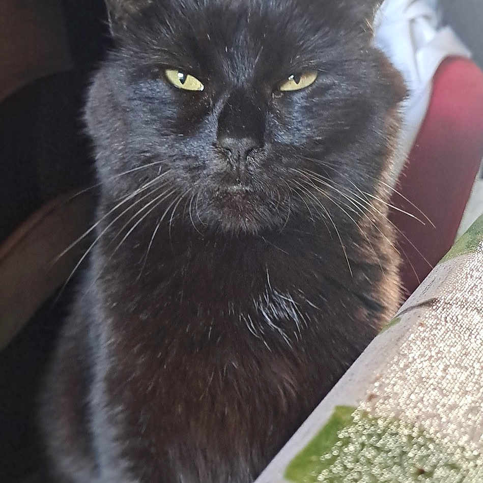 Touki a rejoint le concours — aidez-le/la à gagner de superbes lots ! animal, black_cat, cat, closeup, domestic_animal, ears, fabric, feline, fur, furniture, household, indoor, looking, mammal, pet, portrait, sitting, table, whiskers, yellow_eyes