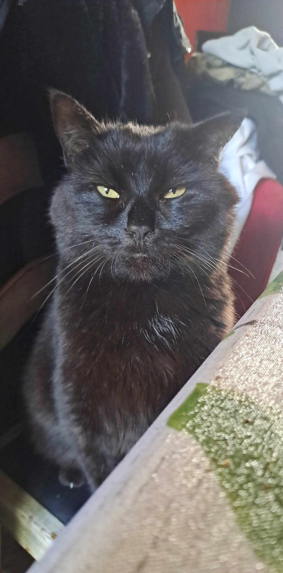 Touki a rejoint le concours — aidez-le/la à gagner de superbes lots ! cat, black_cat, indoor, furniture, table, fabric, yellow_eyes, pet, animal, whiskers, closeup, sitting, fur, household, domestic_animal, portrait, looking, ears, mammal, feline