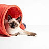 cat, siamese_cat, kitten, pet, animal, feline, blue_eyes, whiskers, pointed_ears, lying_down, tunnel, cat_toy, indoor, studio, white_background, coral, portrait, cute, relaxed, photography