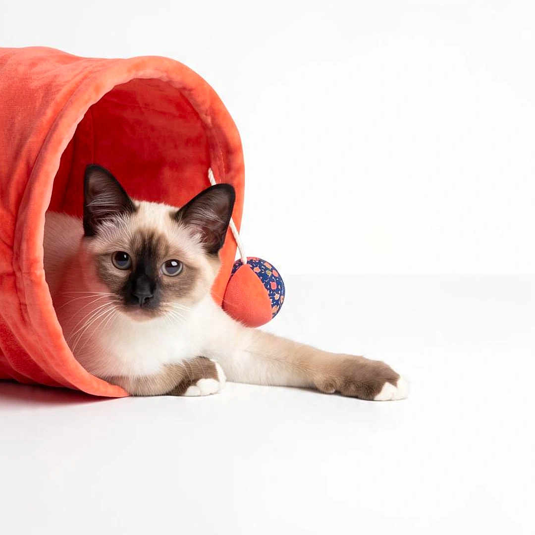 Bloom a rejoint le concours — aidez-le/la à gagner de superbes lots ! cat, siamese_cat, kitten, pet, animal, feline, blue_eyes, whiskers, pointed_ears, lying_down, tunnel, cat_toy, indoor, studio, white_background, coral, portrait, cute, relaxed, photography