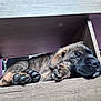 Abram joined the competition — help win amazing prizes! animal, black, brown, closeup, cozy, cute, dog, fur, indoor, napping, paw, pet, puppy, quiet, relaxation, resting, shelf, sleeping, wood, young