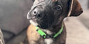 Abram joined the competition — help win amazing prizes! animal, brindle, couch, curious, cute, dog, ears, fur, furniture, green_collar, head_tilt, indoors, mammal, pet, portrait, puppy, sitting, snout, whiskers, young_dog
