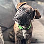 animal, brindle, couch, curious, cute, dog, ears, fur, furniture, green_collar, head_tilt, indoors, mammal, pet, portrait, puppy, sitting, snout, whiskers, young_dog
