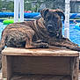 Abram is registered to the contest to win money with this photo: animal, backyard, blue, brindle, canine, daylight, dog, fence, leash, metal_bracket, outdoor, pet, pool, quiet, relaxed, resting, summer, tree, water, wooden_platform