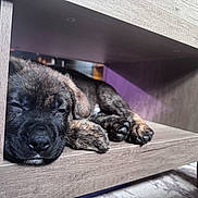 Abram is registered to the contest to win money with this photo: animal, canine, closeup, cozy, cute, dog, floor, fur, home, indoor, napping, paw, pet, puppy, relaxing, resting, shelf, sleeping, wooden_furniture, young