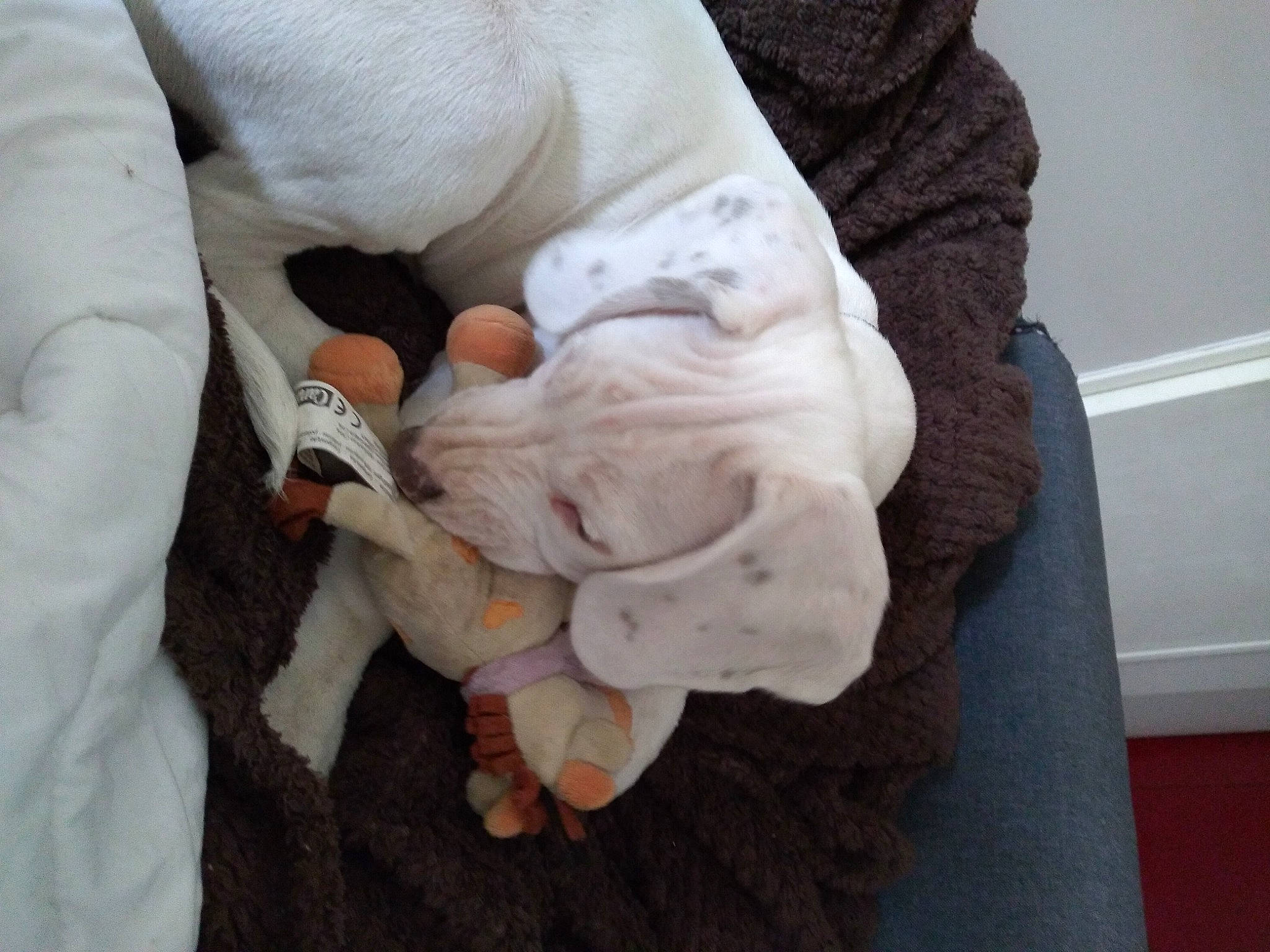 Otis participe au concours pour gagner de l'argent avec cette photo : comfort, companion_dog, elbow, finger, fur, gesture, glove, grey, hand, human_leg, knee, linens, nail, sitting, sleeve, textile, thumb, wood, wrinkle, wrist