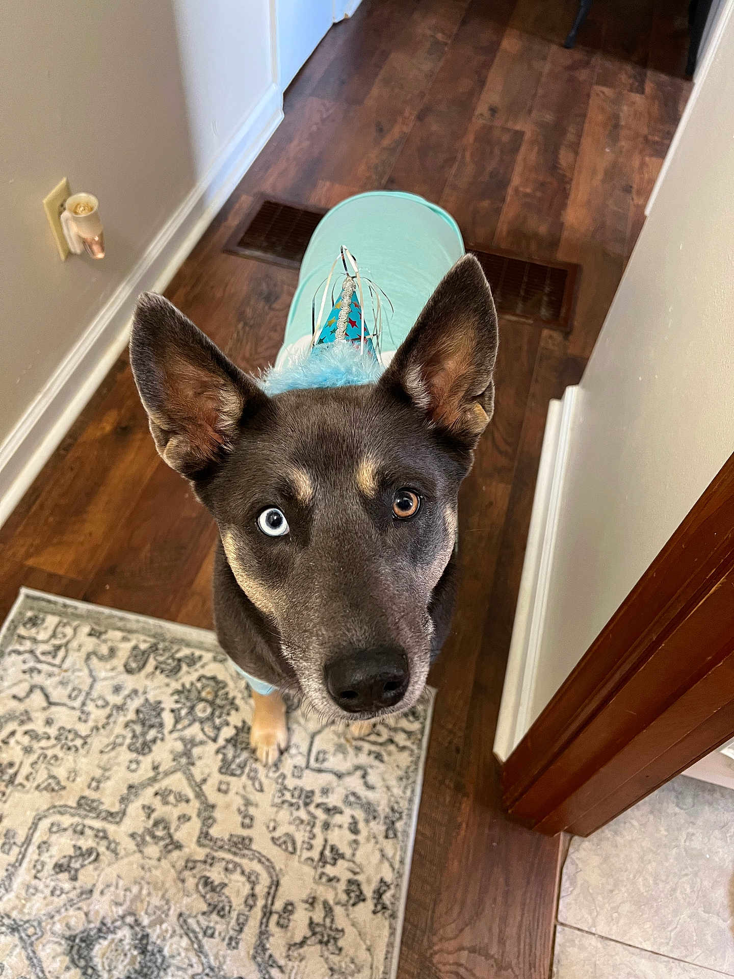 Willow joined the competition — help win amazing prizes! dog, heterochromia, blue_eye, brown_eye, party_hat, costume, indoor, wooden_floor, rug, pet, canine, looking_up, ears_up, close_up, animal, floor_vent, wall, door_frame, curious, domestic