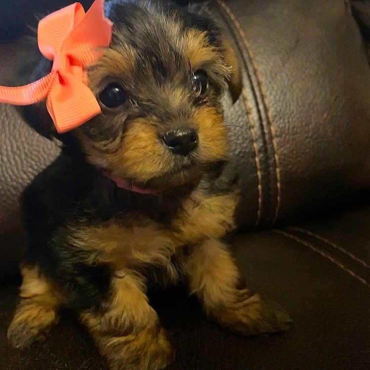 Aries is registered to the contest to win money with this photo: puppy, dog, bow, orange_bow, cute, small_dog, fluffy, pet, animal, brown_fur, black_fur, leather_couch, indoors, sitting, adorable, face, eyes, nose, fur, young