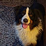 dog, bernese_mountain_dog, indoor, carpet, patterned_rug, fur, panting, pet, animal, happy, brown, black, white, ears, face, tongue, living_room, cozy, furniture, canine