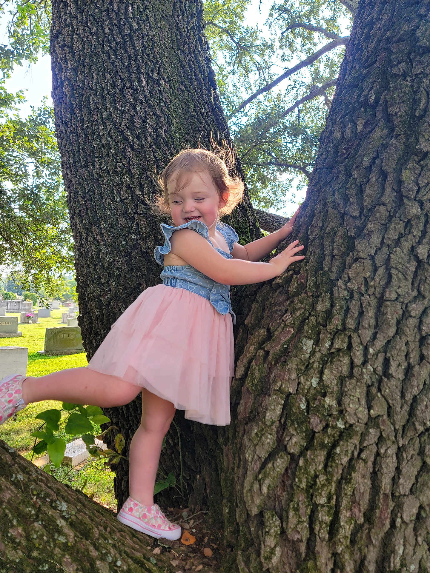 Sarah is registered to the contest to win money with this photo: child, toddler, tree, climbing, smiling, pink_tutu, denim_top, shoes, outdoor, nature, sunlight, grass, park, trunk, bark, greenery, happy, playful, young_child, daytime
