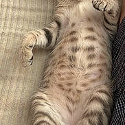 Bulle a rejoint le concours — aidez-le/la à gagner de superbes lots ! kitten, cat, tabby, feline, pet, cute, lying_down, belly, paws, person, legs, indoor, cozy, striped, fur, whiskers, relaxed, resting, closeup, domestic_animal