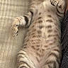 kitten, cat, tabby, feline, pet, cute, lying_down, belly, paws, person, legs, indoor, cozy, striped, fur, whiskers, relaxed, resting, closeup, domestic_animal