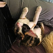 Pumpkin is registered to the contest to win money with this photo: cat, kitten, calico, pet, animal, lap, person, clothing, fabric, indoor, curious, cute, feline, whiskers, ears, paws, resting, soft, cozy, home