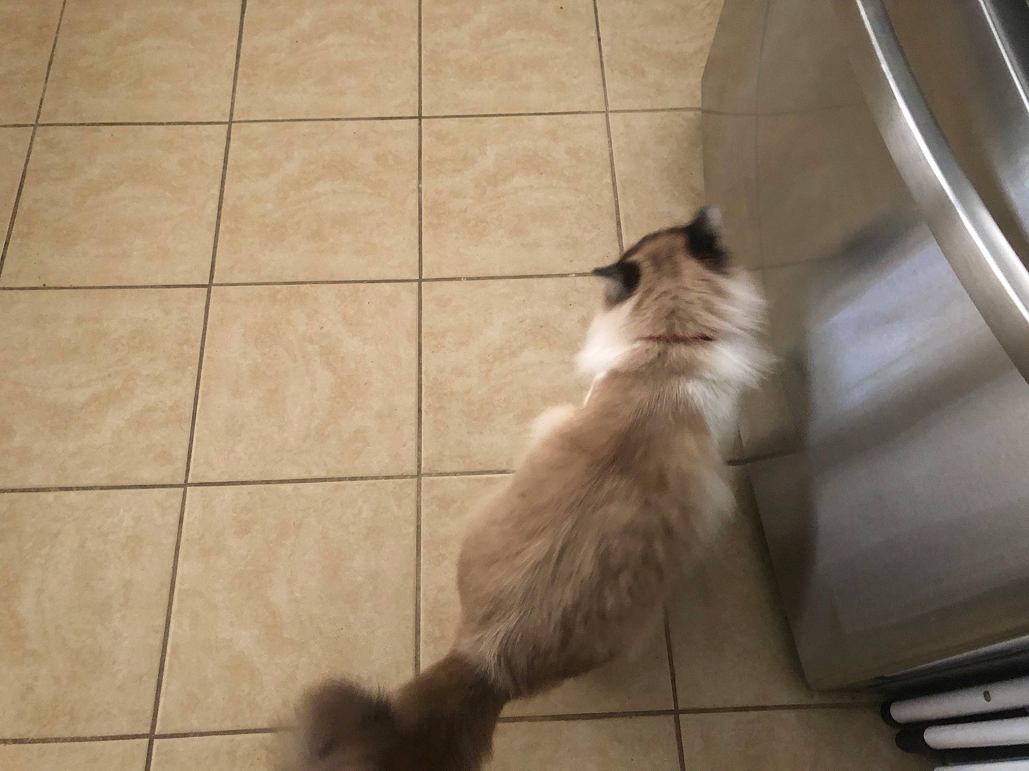 Gonzo is registered to the contest to win money with this photo: balinese, birman, carnivore, cat, domestic_long_haired_cat, fawn, felidae, floor, flooring, himalayan, mammal, ragamuffin, ragdoll, small_to_medium_sized_cats, tail, tile, whiskers