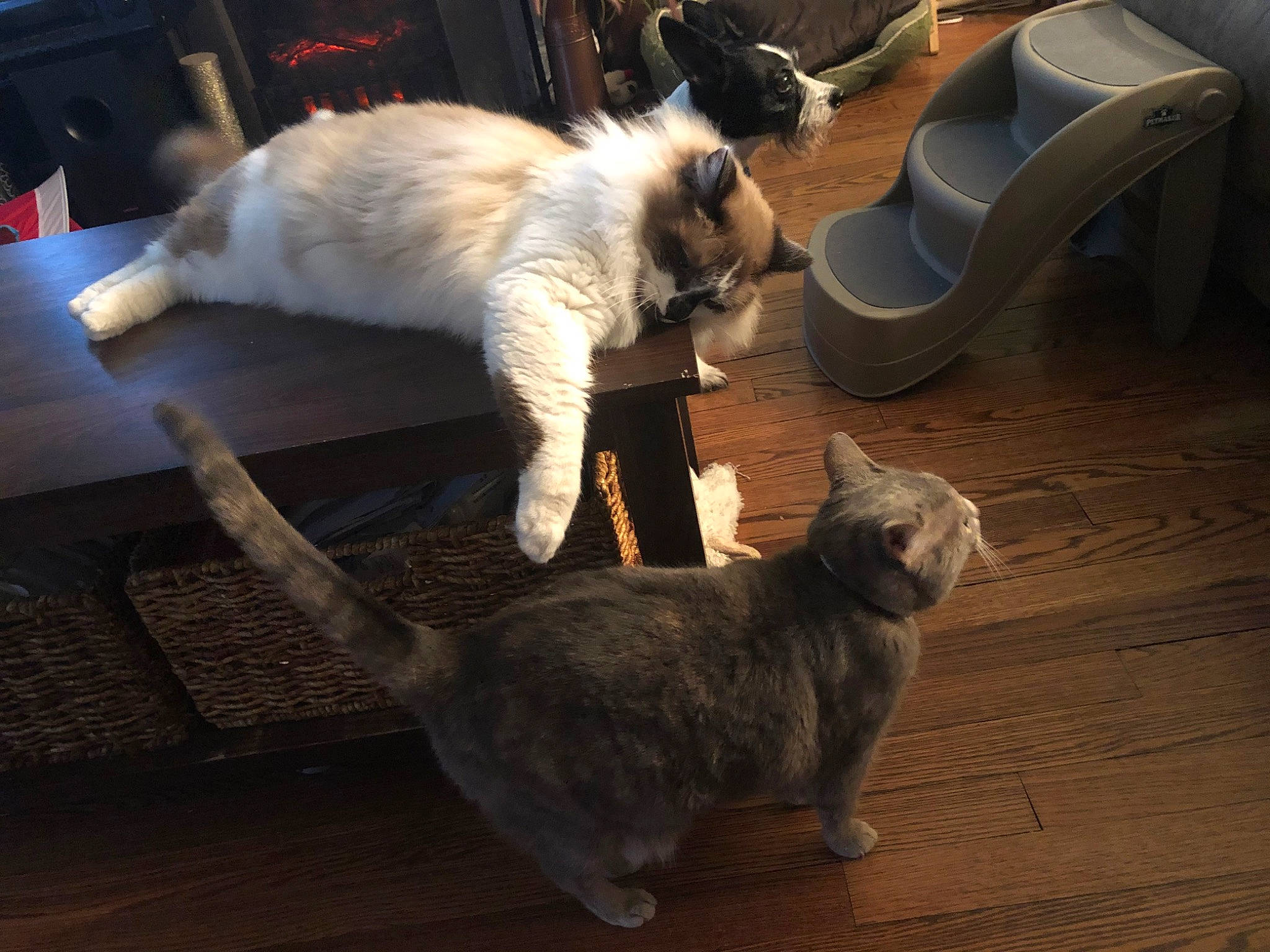 Gonzo is registered to the contest to win money with this photo: balinese, birman, carnivore, cat, european_shorthair, felidae, floor, fur, hardwood, kitten, paw, play, small_to_medium_sized_cats, square, tail, whiskers, wood