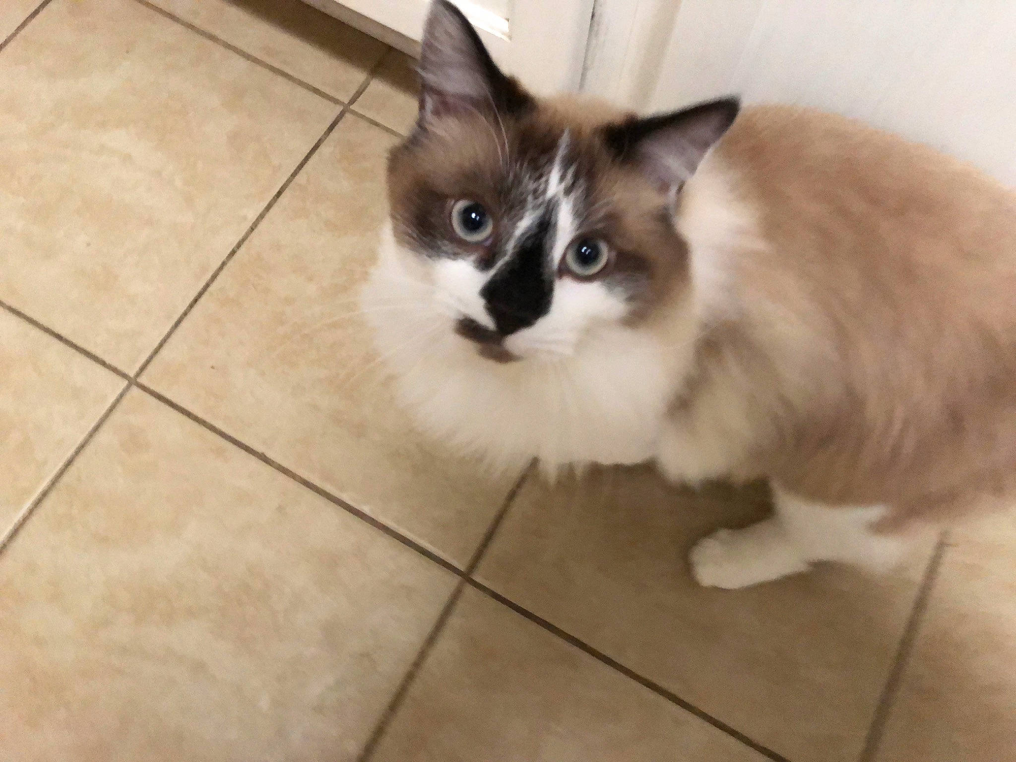 Gonzo joined the competition — help win amazing prizes! asian_semi_longhair, balinese, birman, carnivore, cat, domestic_long_haired_cat, domestic_short_haired_cat, eye, felidae, iris, kitten, mammal, norwegian_forest_cat, ojos_azules, ragamuffin, ragdoll, small_to_medium_sized_cats, snowshoe, vertebrate, whiskers