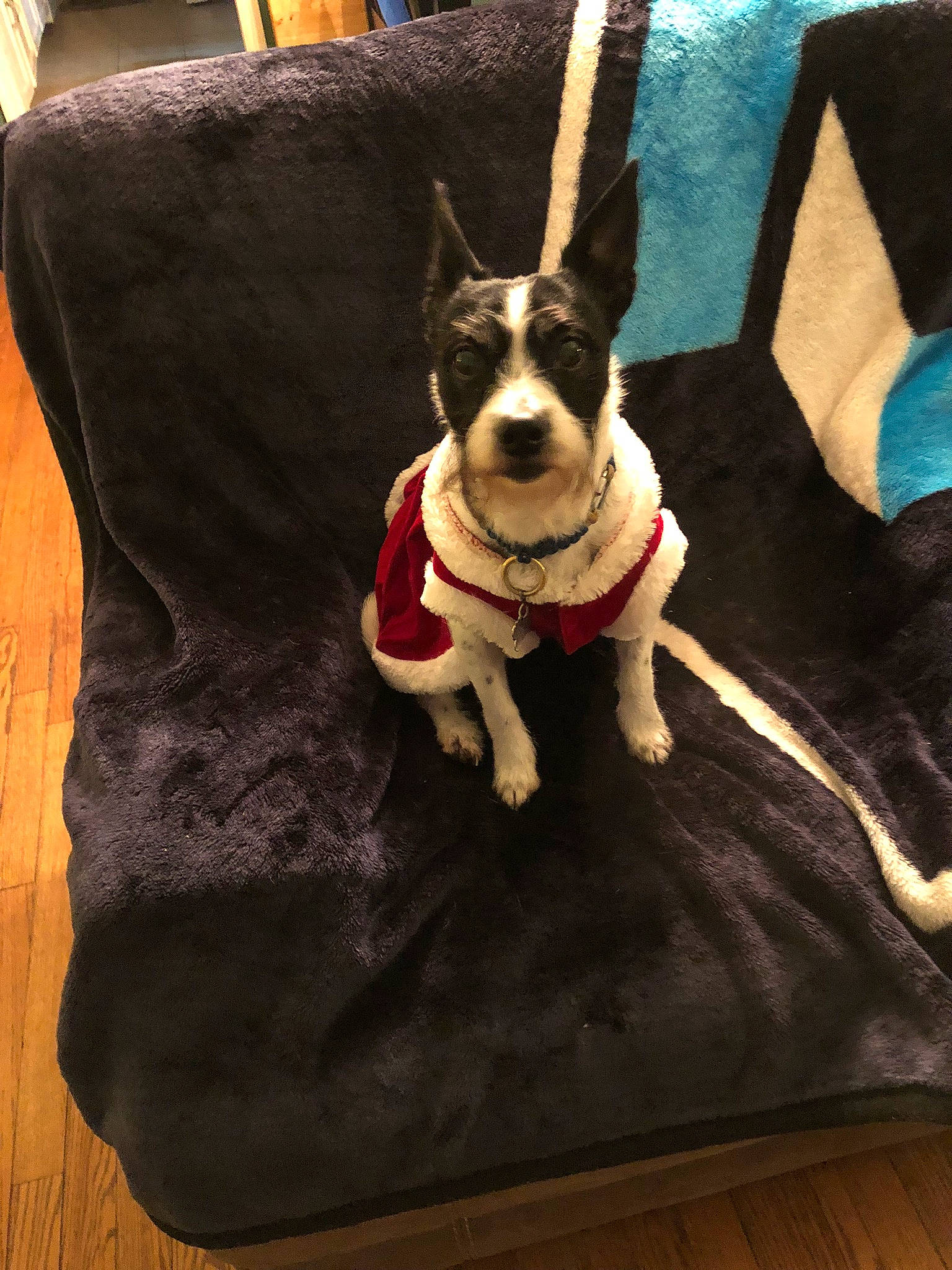 Moxie is registered to the contest to win money with this photo: boston_terrier, canidae, carnivore, companion_dog, couch, dog, dog_breed, dog_supply, french_bulldog, mammal, non_sporting_group, snout
