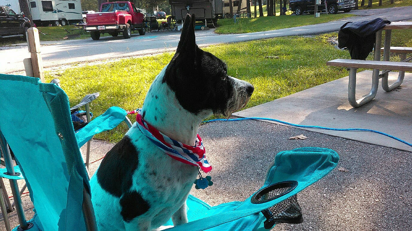 Moxie is registered to the contest to win money with this photo: blue, boston_terrier, canidae, carnivore, companion_dog, dog, dog_breed, fashion_accessory, green, leash, non_sporting_group, obedience_training, snout, sporting_group, tail, vehicle