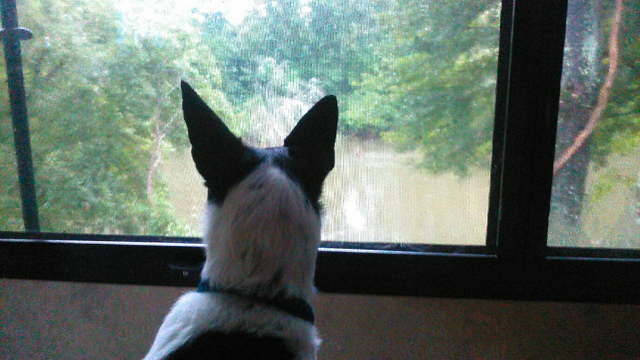 Moxie joined the competition — help win amazing prizes! canidae, carnivore, dog, dog_breed, mammal, non_sporting_group, snout, tail, vertebrate, whiskers, window