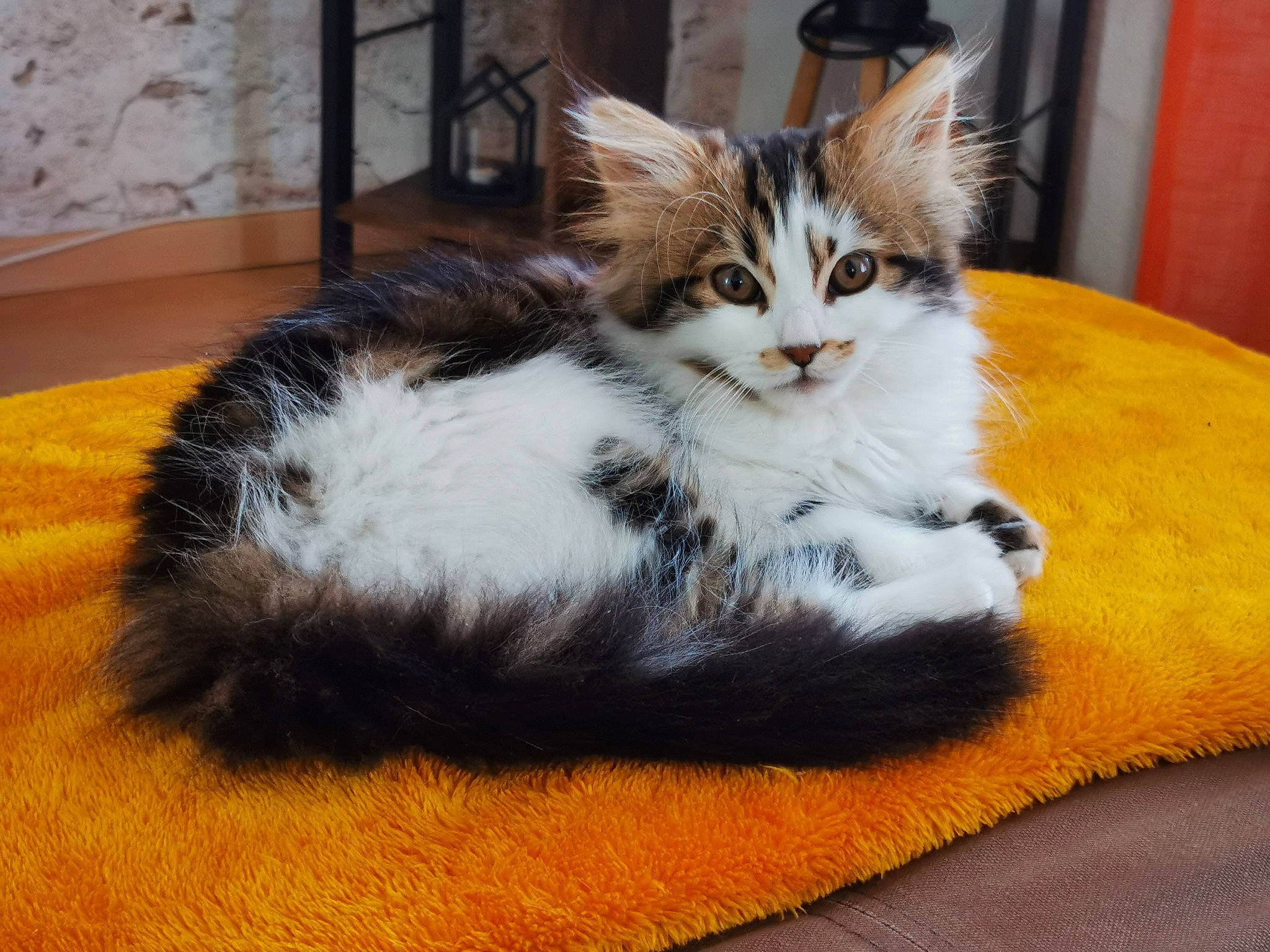 Réglisse participe au concours pour gagner de l'argent avec cette photo : carnivore, cat, cat_bed, cat_supply, comfort, felidae, fur, orange, pet_supply, small_to_medium_sized_cats, tail, vertebrate, whiskers
