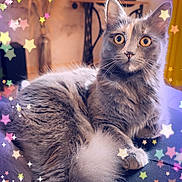 Athéna a rejoint le concours — aidez-le/la à gagner de superbes lots ! cat, gray_cat, fluffy, indoor, yellow_eyes, lounging, star_overlay, colorful_stars, whimsical, vintage_decor, table, sewing_machine, curtain, furniture, pet, cute, cozy, relaxed, portrait, animal