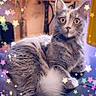 cat, gray_cat, fluffy, indoor, yellow_eyes, lounging, star_overlay, colorful_stars, whimsical, vintage_decor, table, sewing_machine, curtain, furniture, pet, cute, cozy, relaxed, portrait, animal