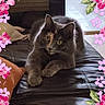 Athéna a rejoint le concours — aidez-le/la à gagner de superbes lots ! cat, animal, pet, indoor, leather, black_leather, floral_border, pink_flowers, green_leaves, golden_swirls, relaxed, cute, feline, face, paws, resting, couch, decorative_frame, unique_markings, cozy