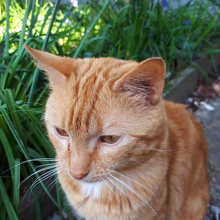 Iziz