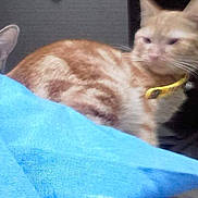 Iziz participe au concours pour gagner de l'argent avec cette photo : asian, carnivore, cat, colorpoint_shorthair, european_shorthair, fawn, felidae, german_rex, javanese, kitten, mammal, oriental_longhair, oriental_shorthair, small_to_medium_sized_cats, thai, tonkinese, vertebrate, whiskers