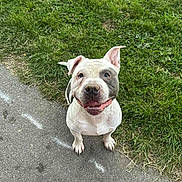Thanos participe au concours pour gagner de l'argent avec cette photo : dog, happy, sitting, grass, pavement, outdoor, pet, canine, smiling, ears, white, brown_spot, cute, animal, friendly, looking_up, nature, daylight, ground, playful
