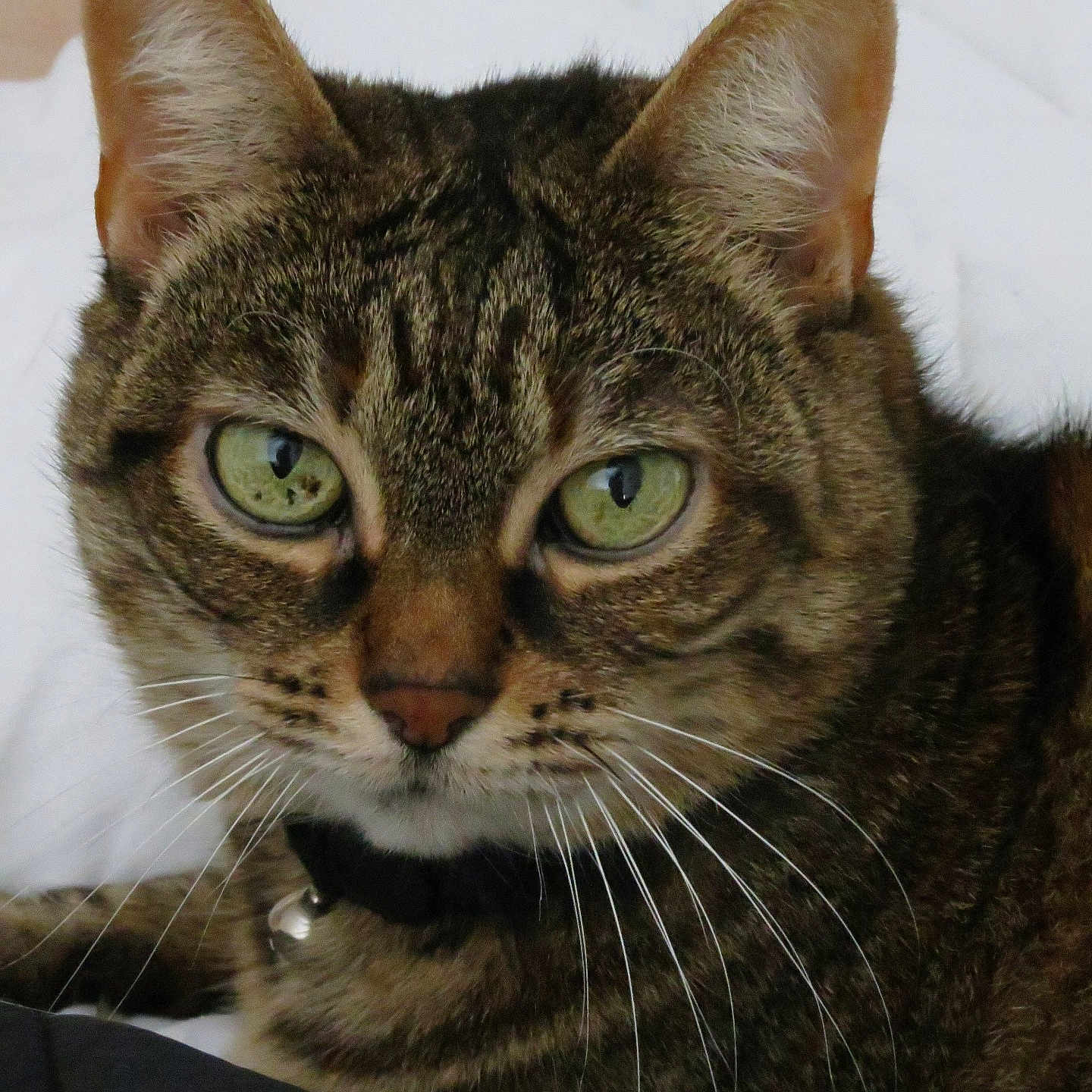Clochette participe au concours pour gagner de l'argent avec cette photo : abyssinian, animal, cat, kitten, manx, pet
