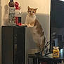 Emmitt is registered to the contest to win money with this photo: candle, cat, cords, curious, cute, decor, domestic, figurine, furniture, gaze, ginger, indoor, living_room, orange_cat, pet, shelf, standing, tabletop, tv, wall