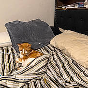 Emmitt is registered to the contest to win money with this photo: bed, bedroom, blanket, cat, charger_cable, comfort, cozy, fur, ginger_cat, headboard, home, indoor, lounging, papers, paws, pet, pillow, resting, shelf, striped_bedding
